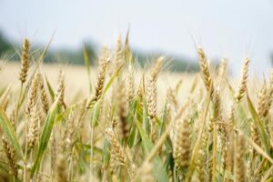 Agricoltura sicurezza bando ISI 2023 pexels-pixabay-265216